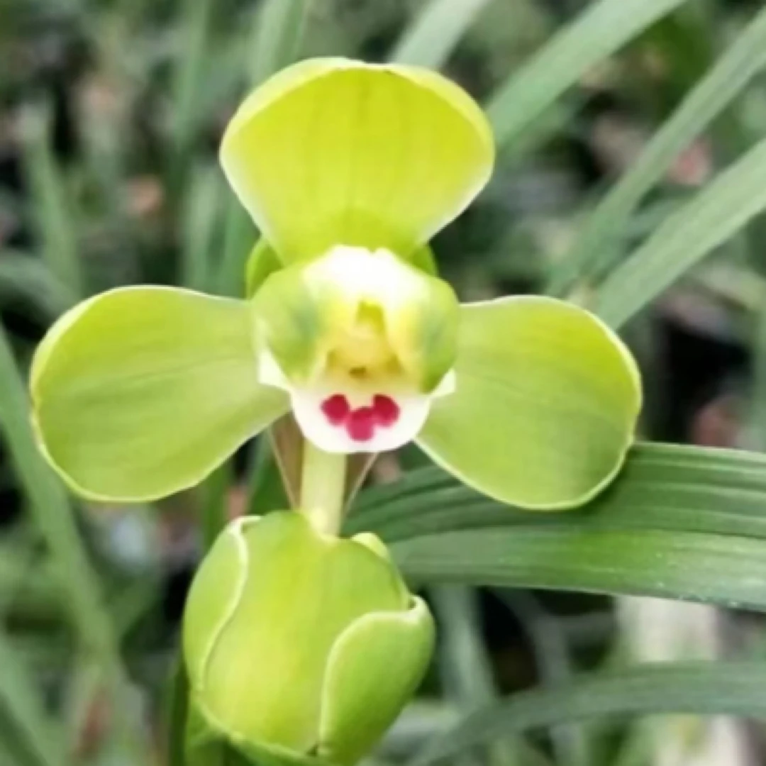 稀有春兰【荷神梅】浓香型阳台客厅好养花卉