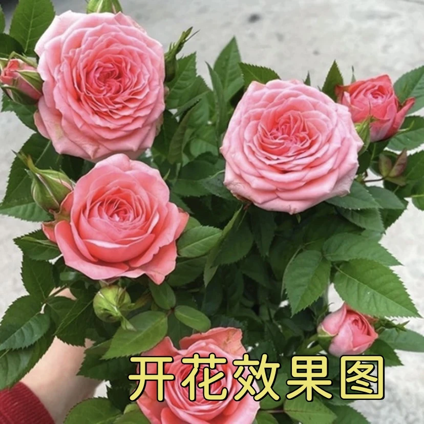 9.9一盆【童话】+【果汁】花苞发货月季花苗四季开花庭院阳台