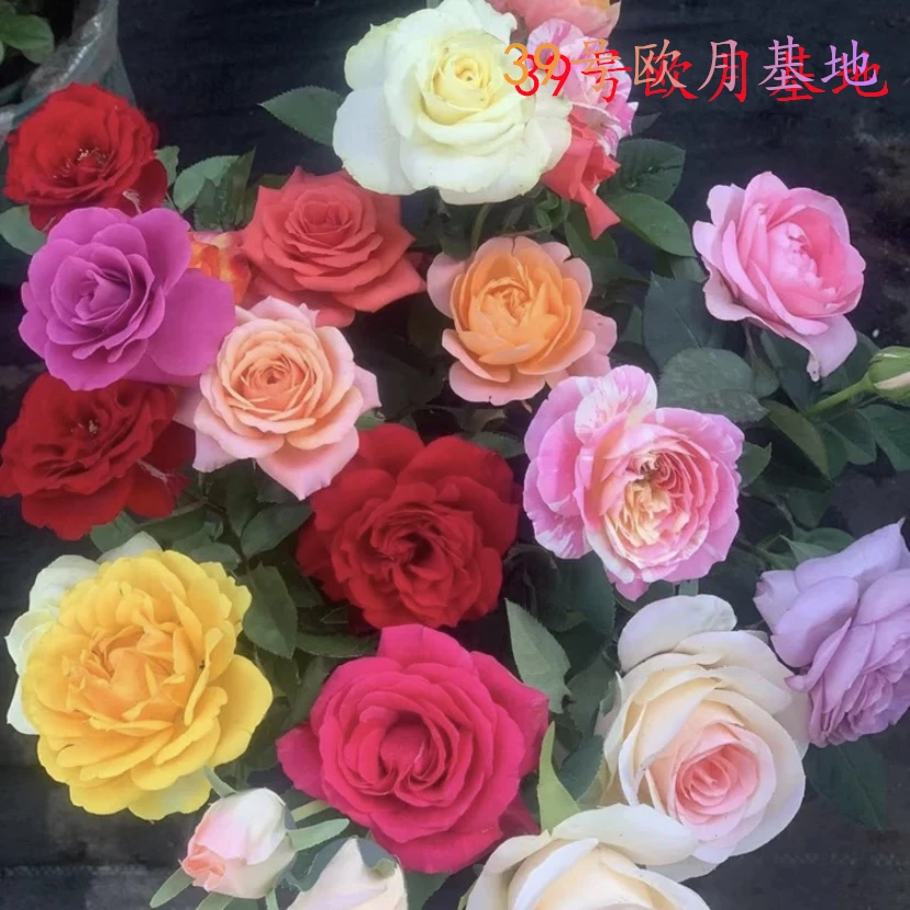【混色】 月季多色混色月季盆栽阳台庭院四季开花多颗扦插