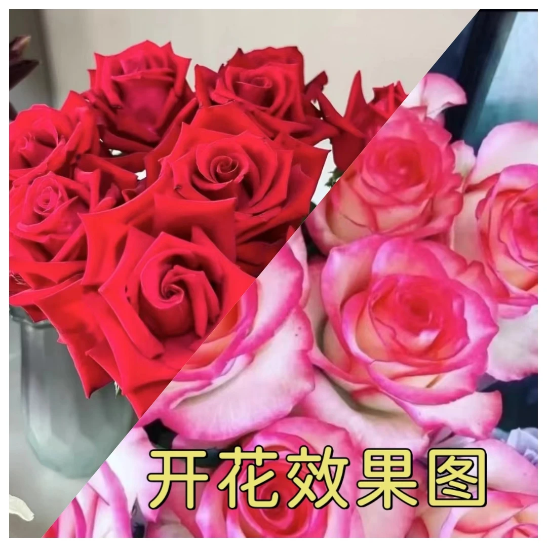 300【艾莎】+【红丝绒】花苞发货月季花苗四季开花浓香庭院阳台