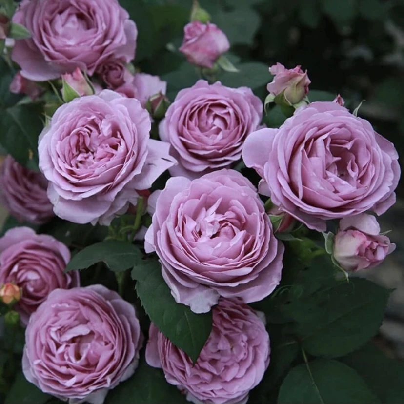 强爬藤【蓝色风暴】月季花修剪开花发货生长栽种