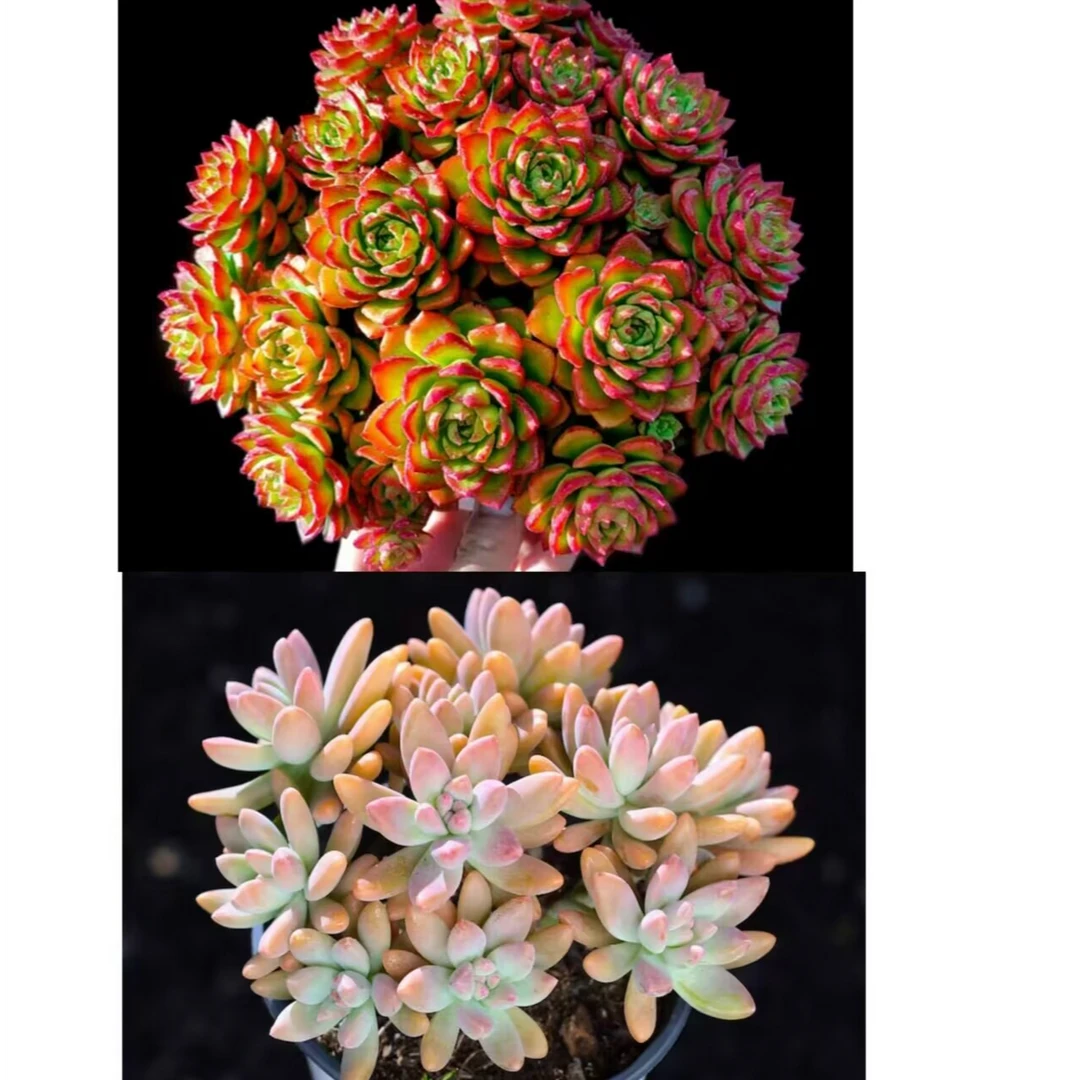 玫瑰蒂亚+果冻秋丽阳台多肉植物耐旱耐寒阳台庭院办公盆栽好养