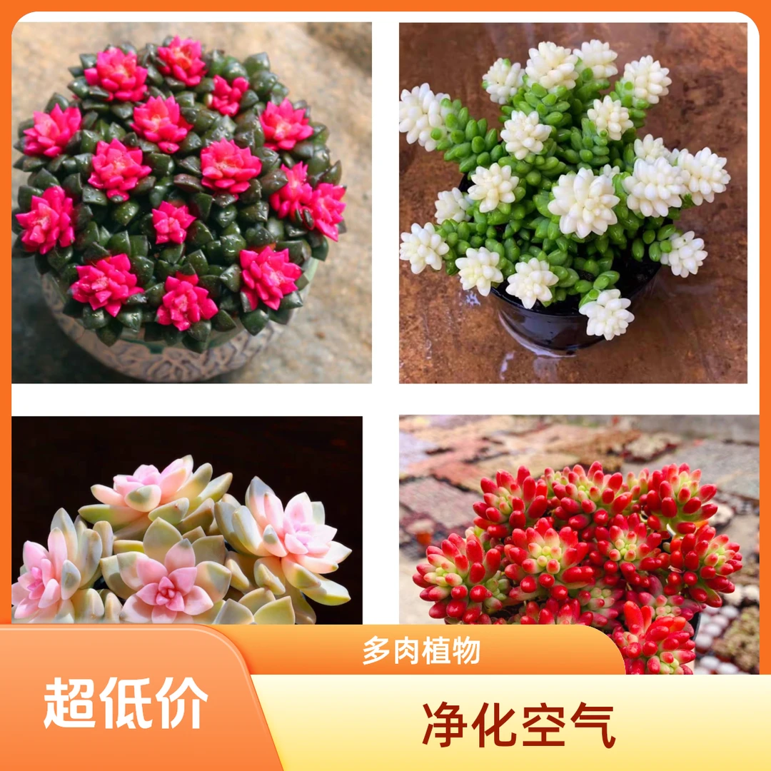 富贵紫松+转运珠+雪花奶油玉坠+樱花多肉植物 耐热耐寒 新手好养