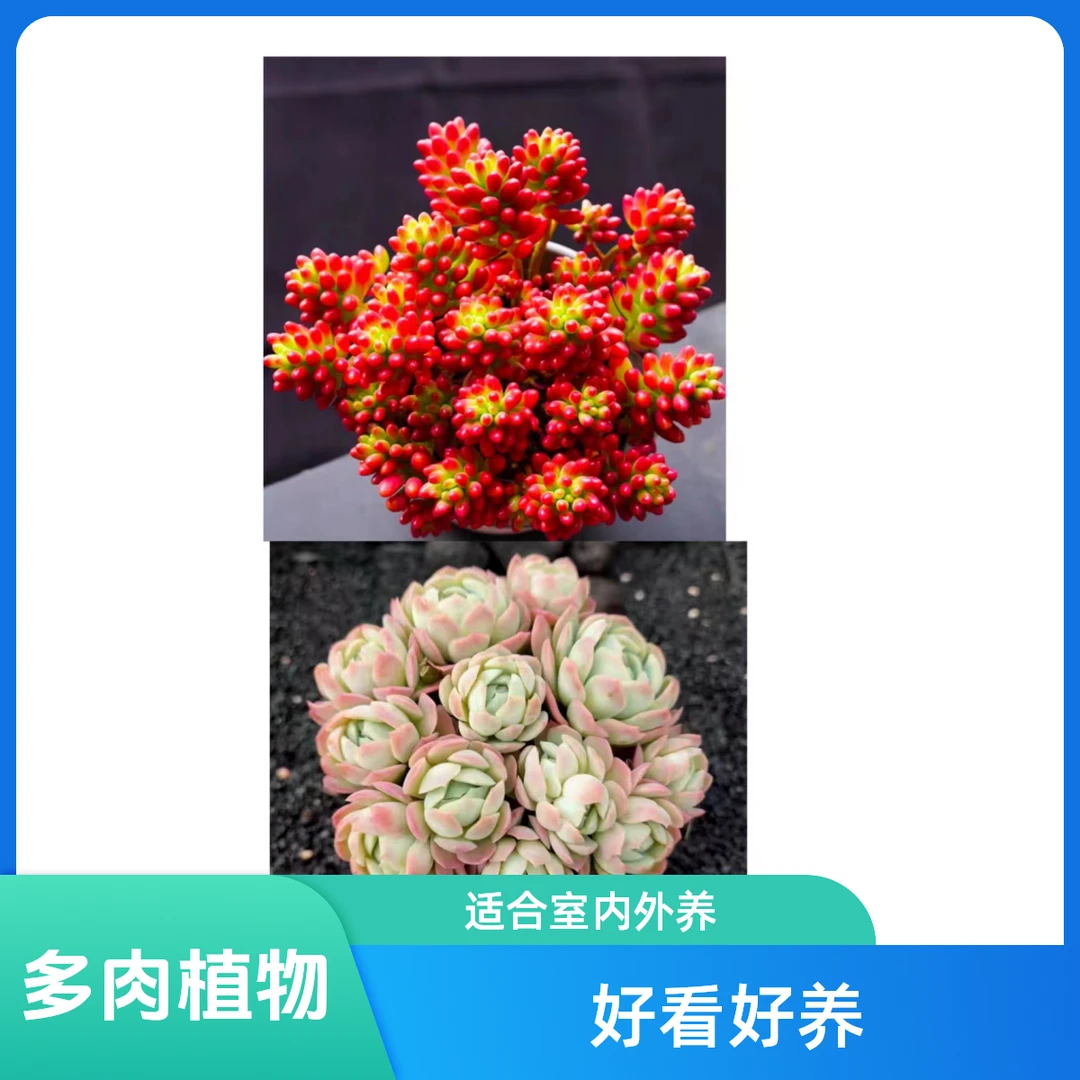 转运珠+香水贝瑞多肉植物喜阳耐寒 阳台盆栽新手好养活室内外养