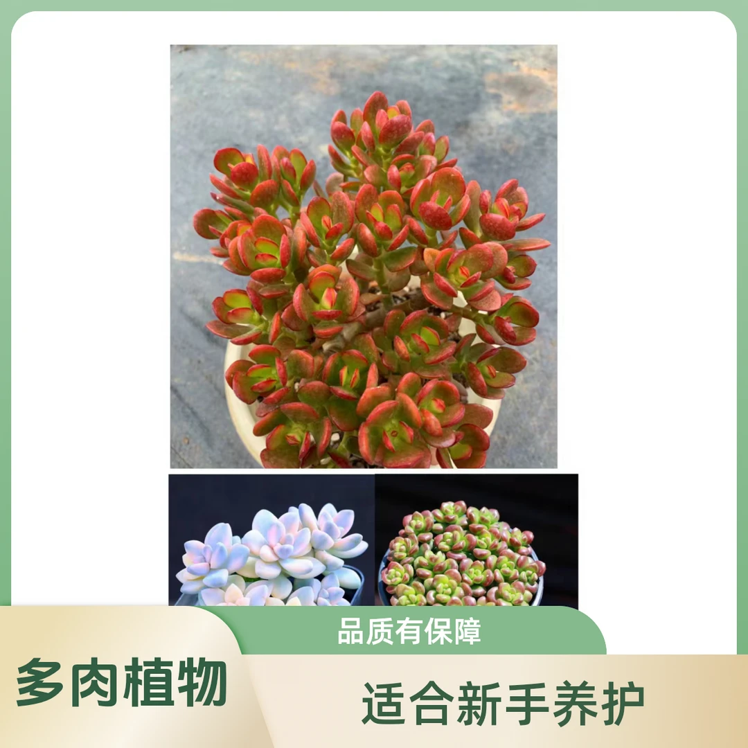 摇米树+美杏锦+丸叶松绿多肉植物耐旱耐寒阳台庭院办公盆栽室内外