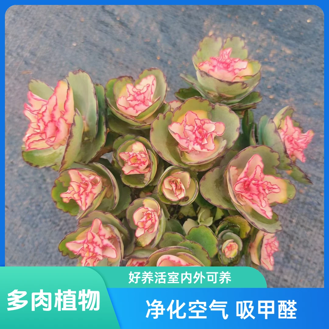 锦绣牡丹多肉植物 耐旱耐寒 阳台庭院办公盆栽 新手好养 室内外养