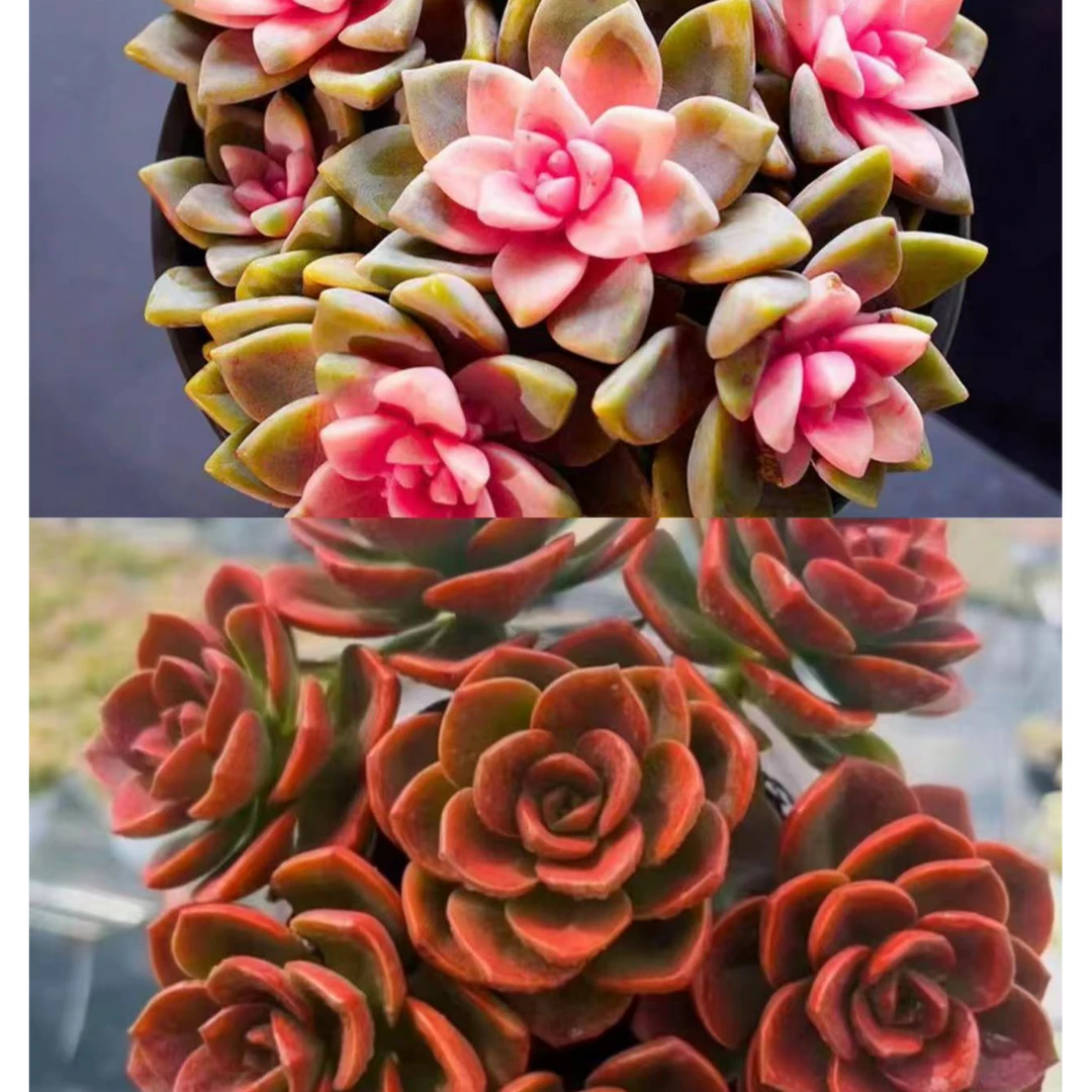 红玫瑰+樱花锦植物喜阳耐寒 阳台盆栽新手好养活室内外养