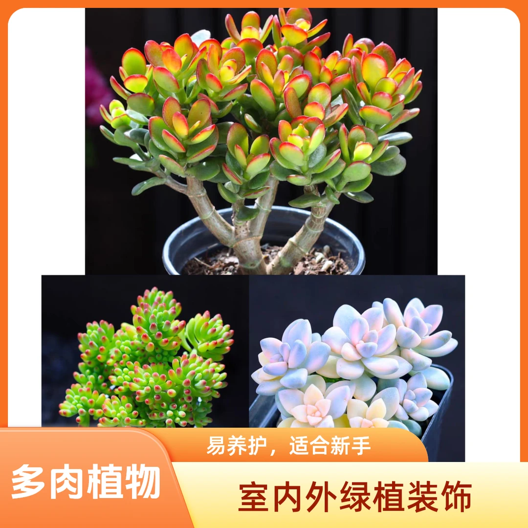 摇米树+美杏锦+乙女心多肉植物耐旱耐寒阳台庭院办公盆栽室内外养