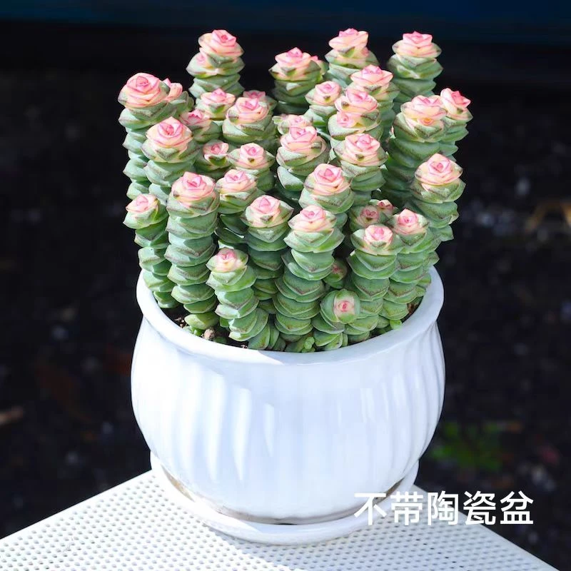 彩虹钱多多 阳台庭院盆栽植物 耐寒耐高温新 手好养活 带盆土发货