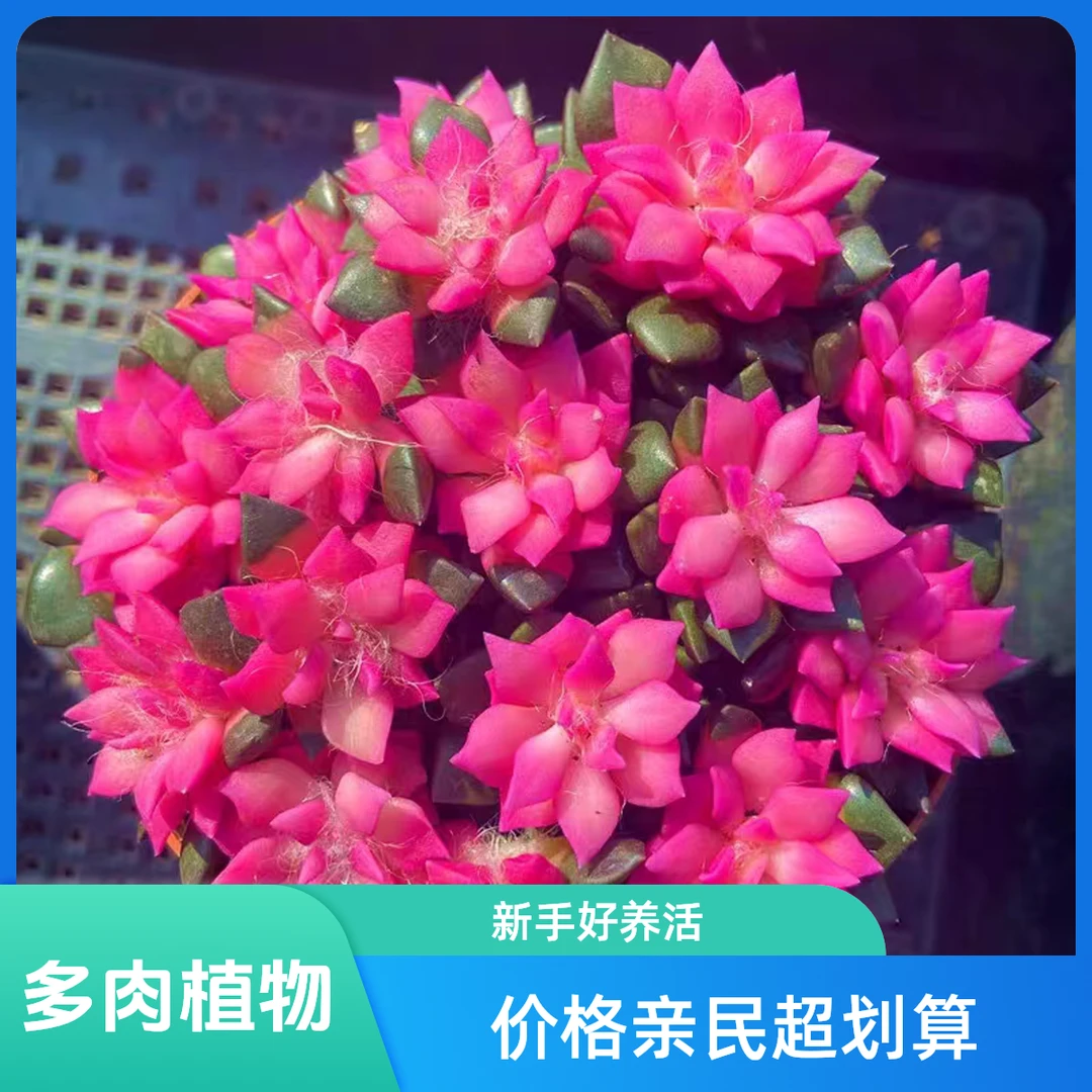 吹雪之松多肉植物 室内外养 喜阳耐寒 阳台庭院 盆栽 新手好养活