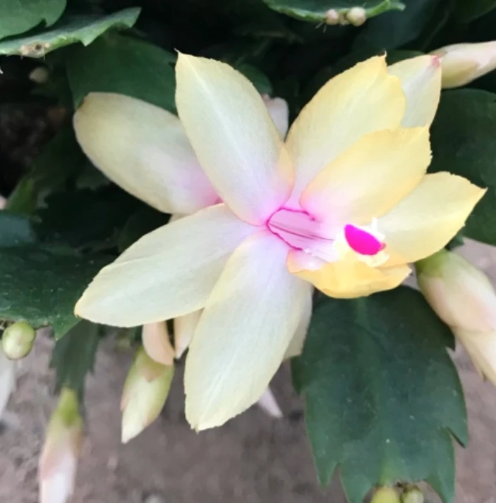 黄色光炫蟹爪兰嫁接原盆带土发货带花架