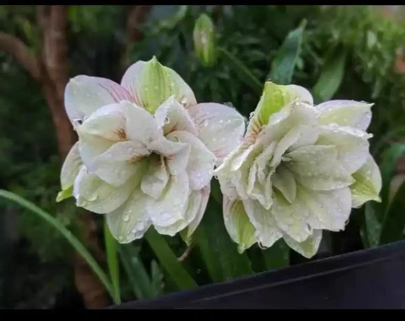 朱顶红绿凤凰 越南朱 球直径2.5—3厘米，连盆带土寄，包邮包对版