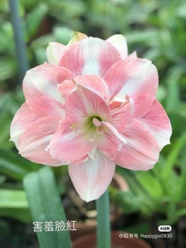 朱顶红害羞脸红，澳朱，直径3厘米多，有根叶，包邮包对版