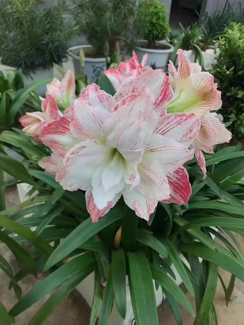 朱顶红懒羊羊，球直径4厘米左右带五侧，连盆带土寄，包邮包对版