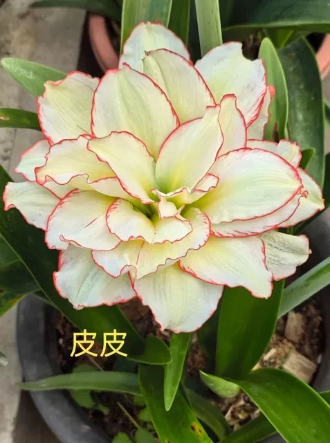 朱顶红PP，球直径3.5厘米，原盆原土寄，包对版包邮