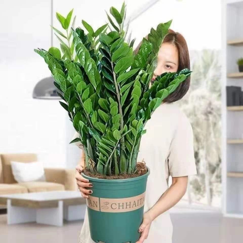 金钱树盆栽植物室内客厅办公室桌面小绿植摇钱串子发财树四季常青