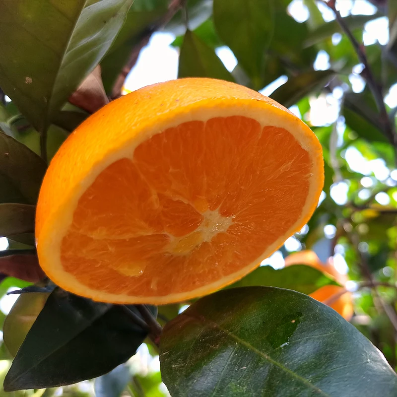 【原生态脐橙】千岛湖源头山区自然农法种植脐橙牛粪肥无农药鲜甜