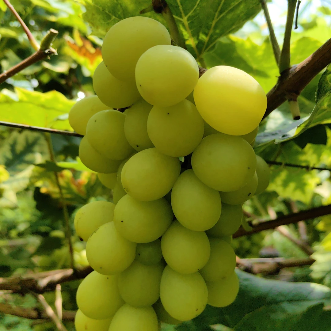 【山里的阳光玫瑰】千岛湖原生态山区自然农法种植无农药新鲜水果