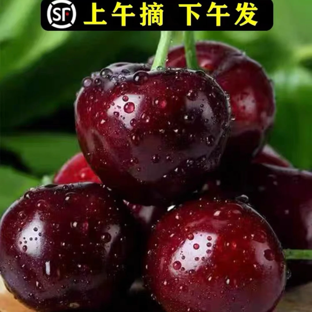 大连美早樱桃 单J 2斤/3斤装 空运顺丰包邮 内附果径卡