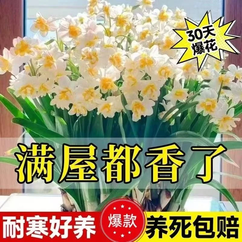 【爆款】水仙花重瓣水培四季开花盆栽耐寒植物室内易养活花卉绿植