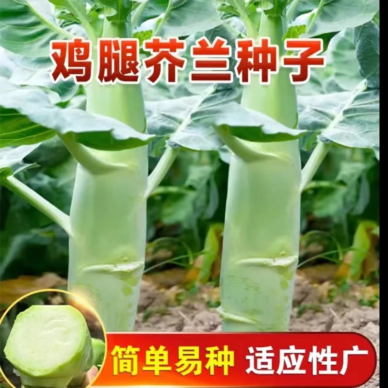 芥蓝种籽中粗鸡腿芥兰夏秋耐热高产农家菜园种植蔬菜种子菜种籽
