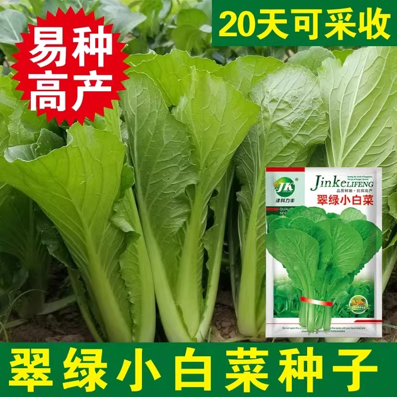 青梗小白菜翠绿小白菜种子速生无毛易种种籽四季蔬菜快菜籽阳台盆