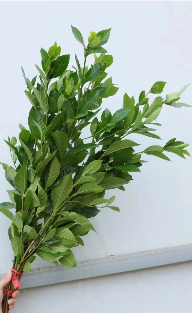 栀子叶配叶配草鲜花绿植装饰室内养水养插花花束云南基地直发