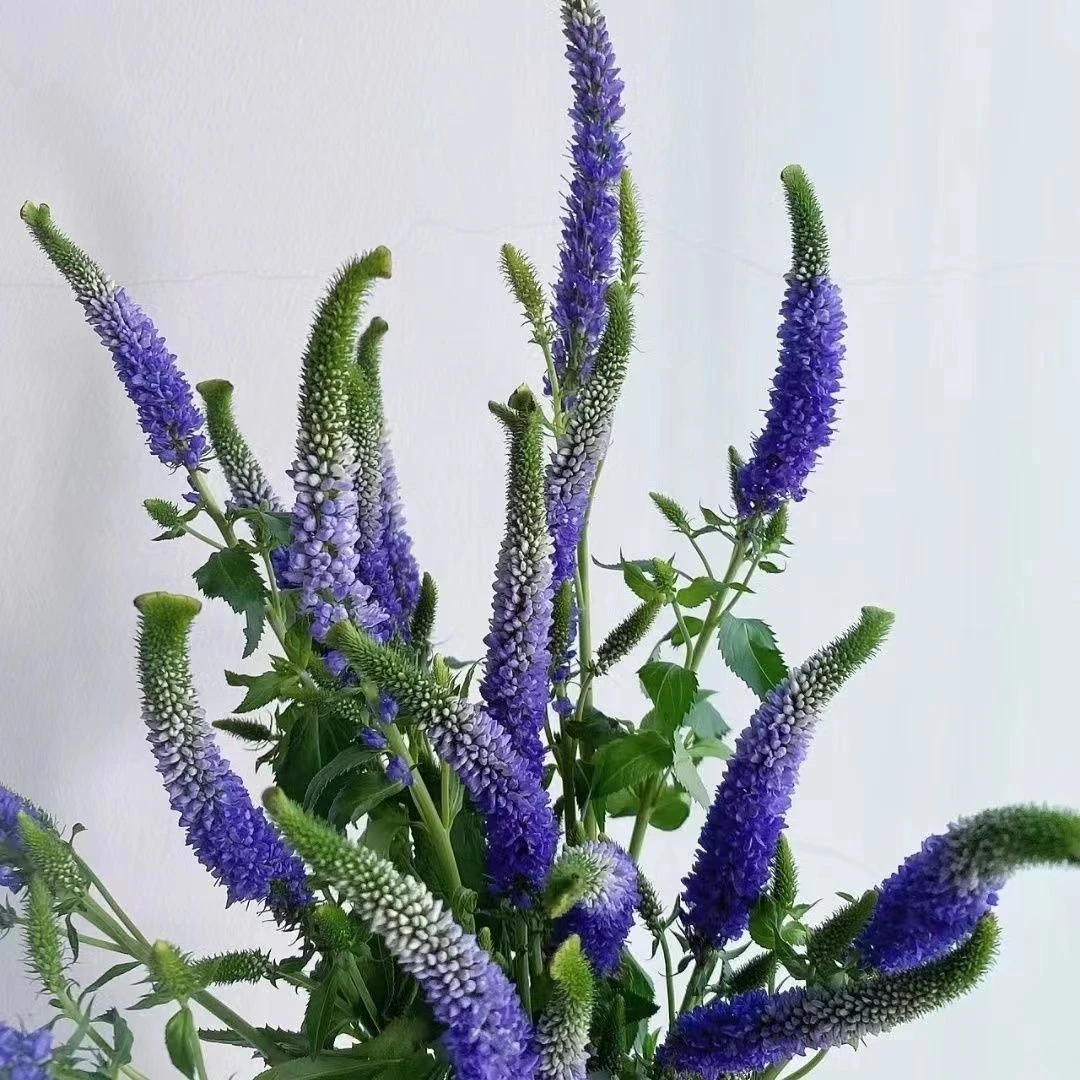 【鼠尾草】鲜花水养线条型花材养护家用室内客厅茶几插花高颜值花型