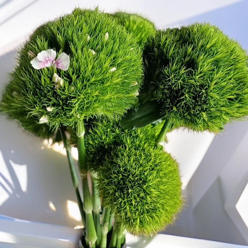 绿毛球绿植绿植水培水养绿色品种昆明基地直发水培水养办公桌客厅