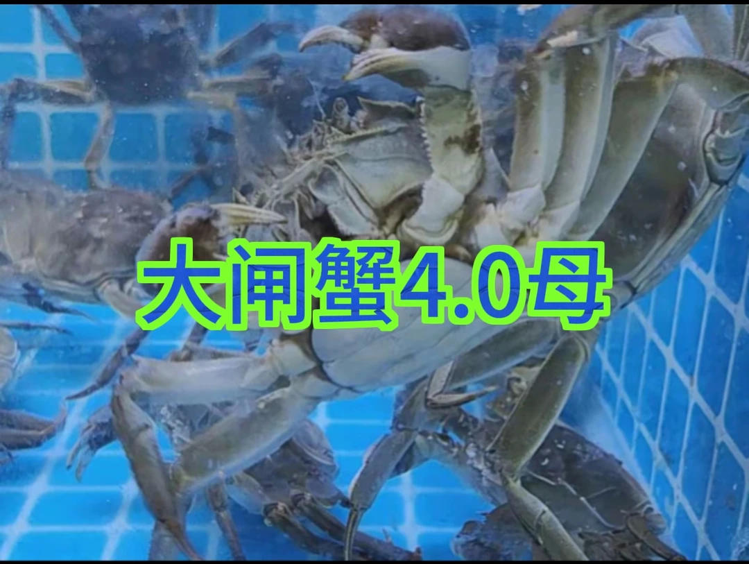 江苏大闸蟹母蟹4.0规格一份一只