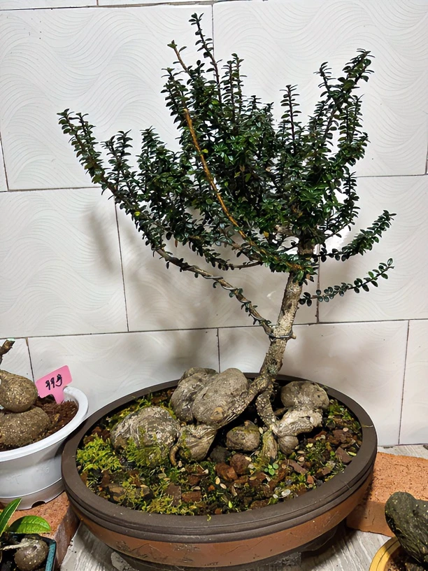 云南网红树萝卜米叶五翅梅四季不落叶盆栽植物 五翅莓造景老桩