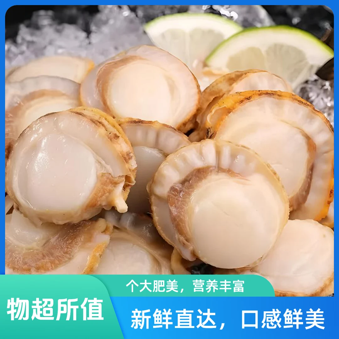 到手5斤精品扇贝肉 当季时令海鲜