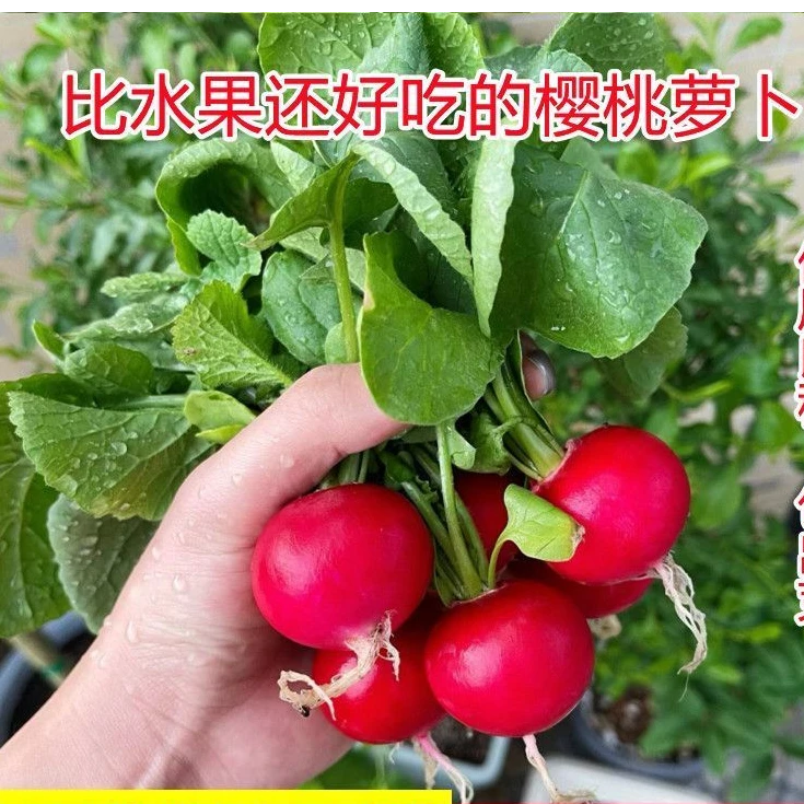 樱桃小萝卜种子迷你萝卜菜籽四季阳台盆栽早熟易种蔬