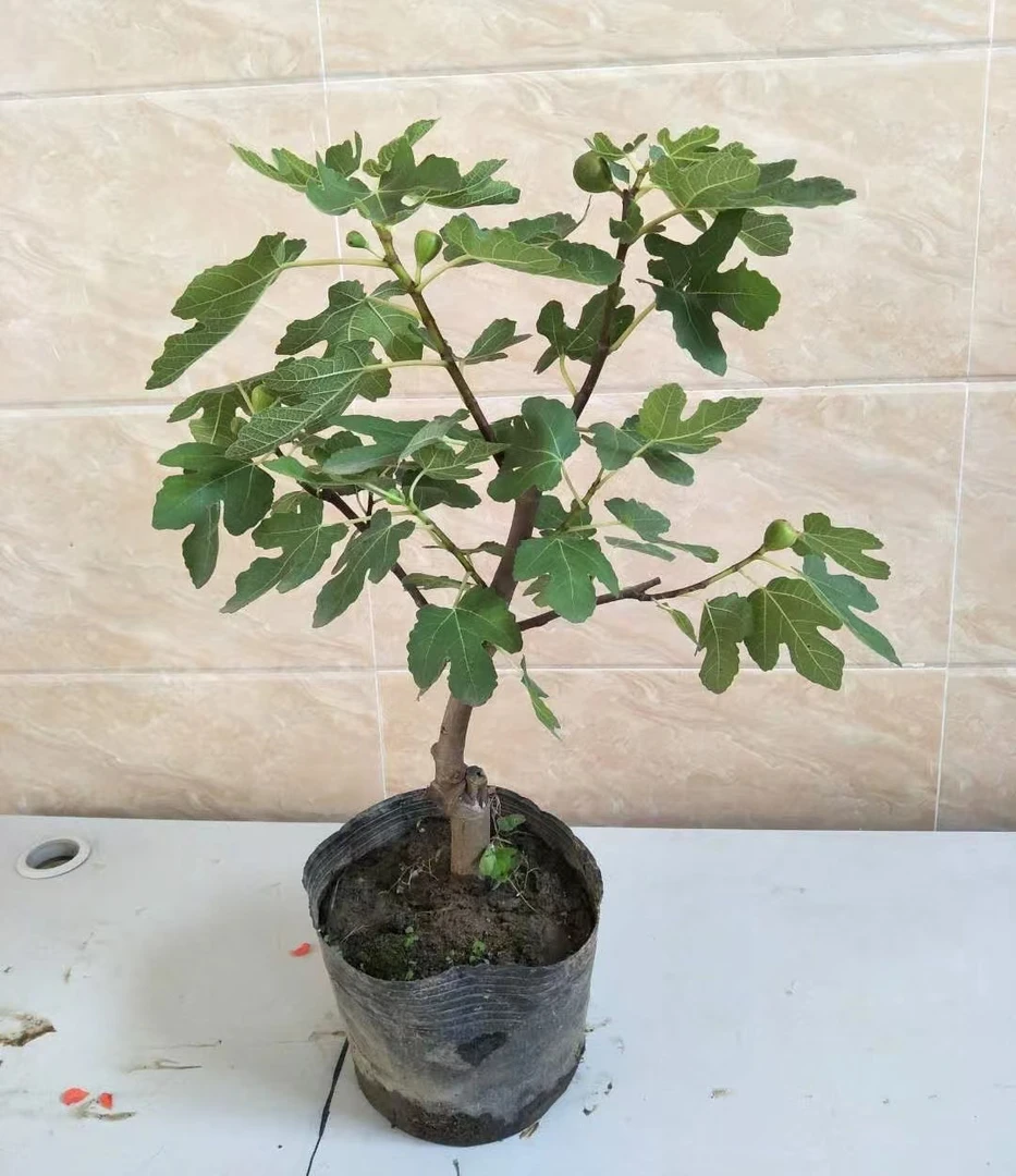 波姬红布兰瑞克当年栽种当年结果南北方种植盆栽地栽