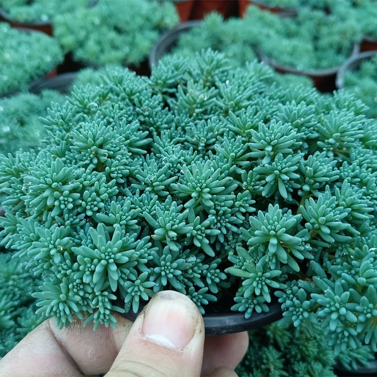 薄雪万年草阳台好养中华景天铺面草多肉路兮小农民垂吊植物耐寒