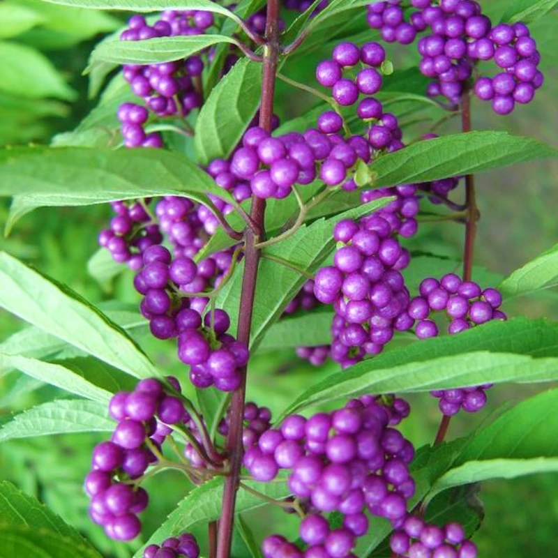 路兮小农民 小叶紫珠盆栽花苗庭院花园植物紫色转运珠多年生灌木