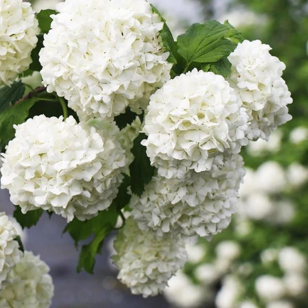 【直播链接】草本花卉绿植树月季春季特价苗等欧月阳台庭院