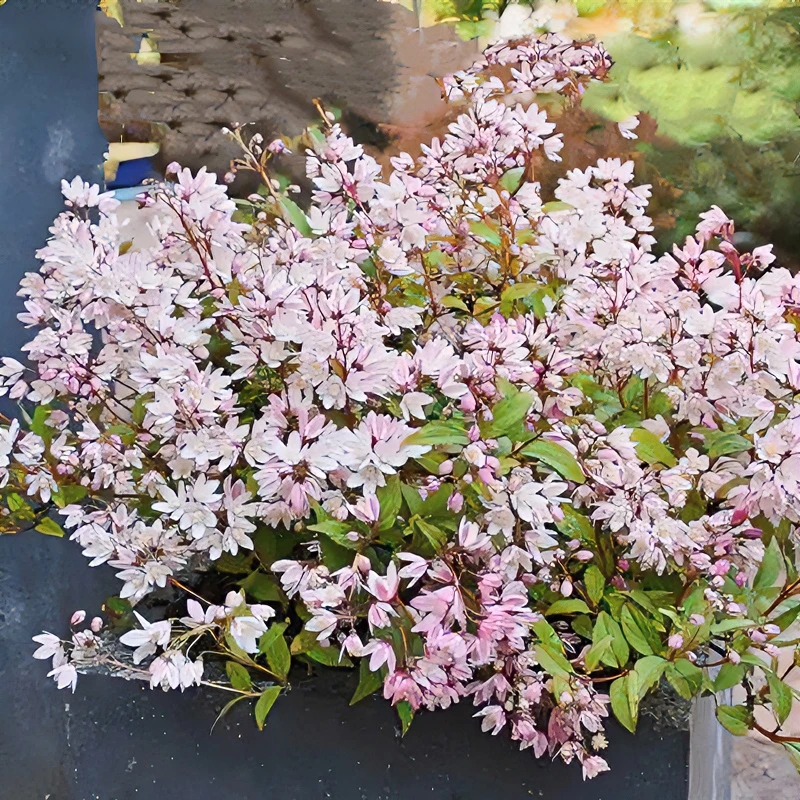 路兮小农民 溲疏雪樱花粉花盆栽庭院花卉植物丰花耐阴耐寒春季