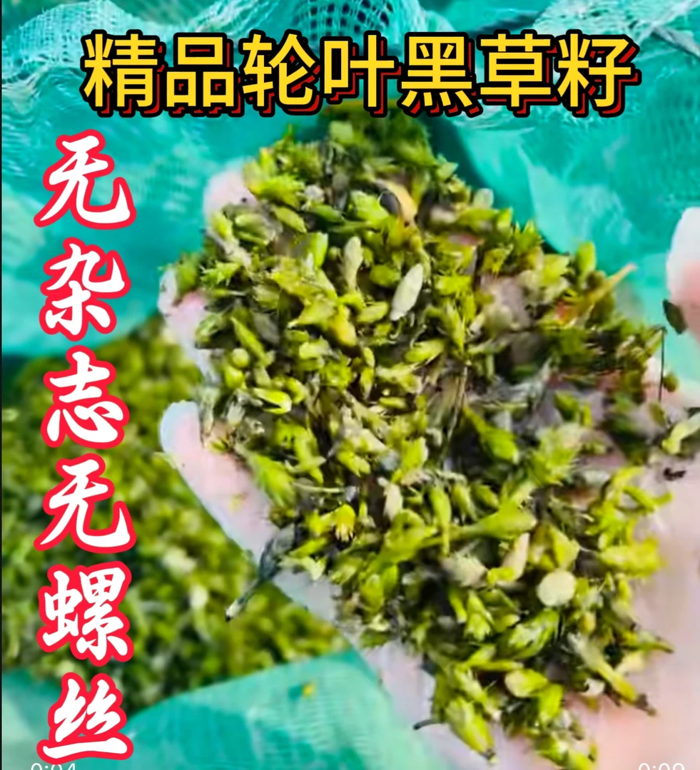 轮叶黑藻芽孢灯笼草籽节节草虾蟹养殖高温水草轮叶黑藻种子