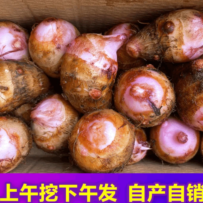 到手2斤特价促销混合果高山种植铅山红芽芋现挖福利买拍2斤
