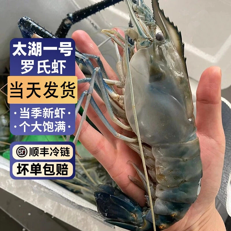 罗氏虾沼虾新鲜大虾速冻大头鲜虾巨型基围虾超大海鲜水产鲜活虾类
