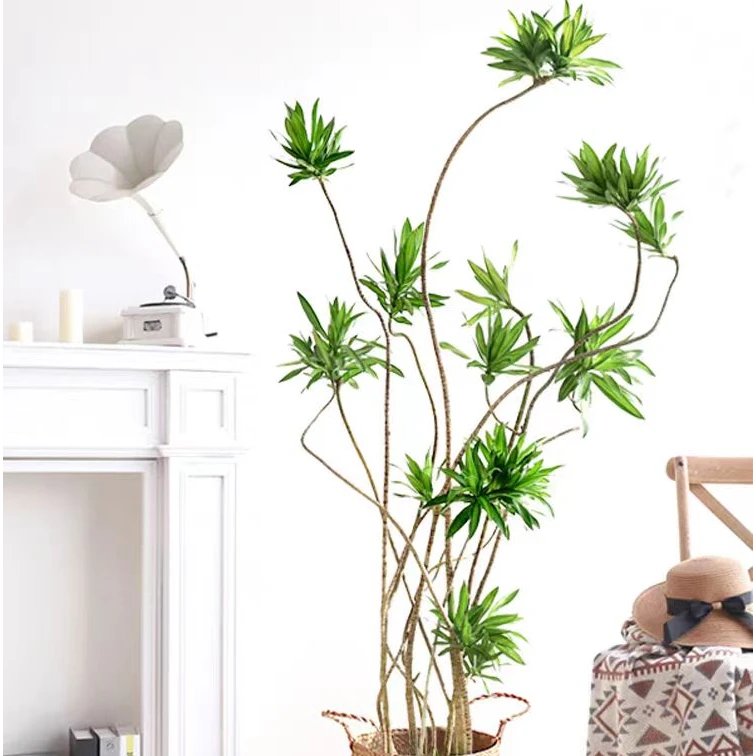 【一物一拍-冬麦昆仑】1.5-1.6米百合竹高端绿植客厅前台摆放绿植