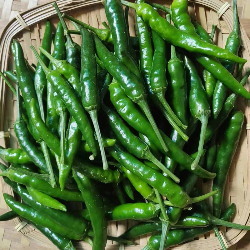邳州本地辣椒，青辣椒，红辣椒，营养辣椒