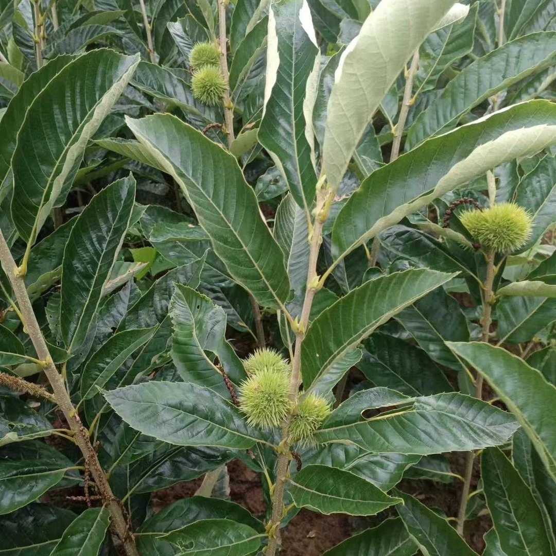 QIYEDAO/七叶岛板栗嫁接苗，大红袍板栗苗，南北方都可以种植