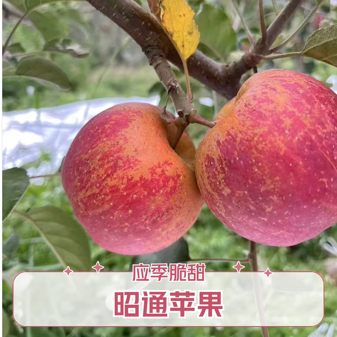 云南昭通苹果现摘现发新鲜应季水果孕妇水果脆甜多汁5斤包邮