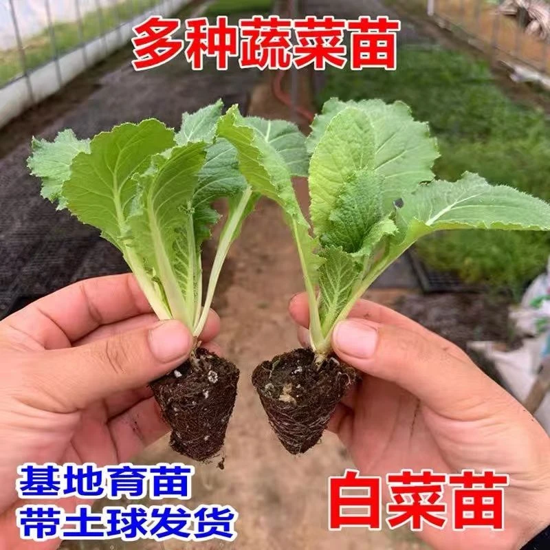 大白菜苗黄心发货下单绿色大白菜苗耐寒易活带土秧苗抗病高产培养