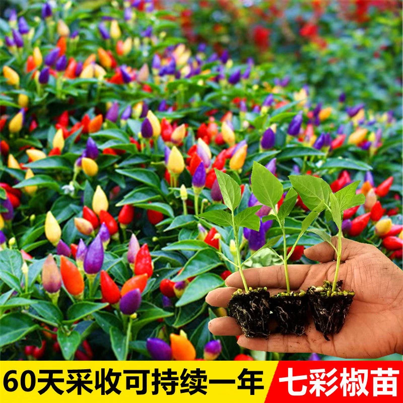 七彩辣椒苗春季蔬菜苗幼苗朝天椒小秧苗四季春天秧菜苗四季五彩椒