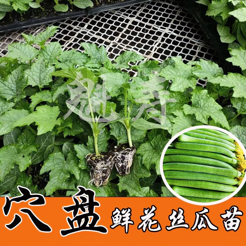 肉丝瓜苗早熟高产秧苗长香丝瓜苗清香丝瓜阳台庭院蔬菜丝瓜秧苗子
