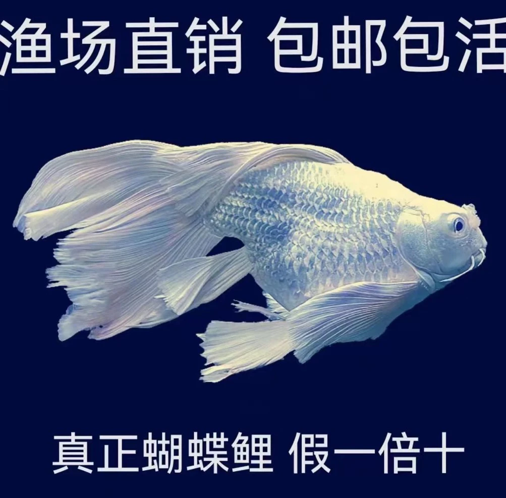 台湾纯种蝴蝶锦鲤冷水大鳍大尾观赏鱼耐活短身球体活鱼鱼苗养鱼01