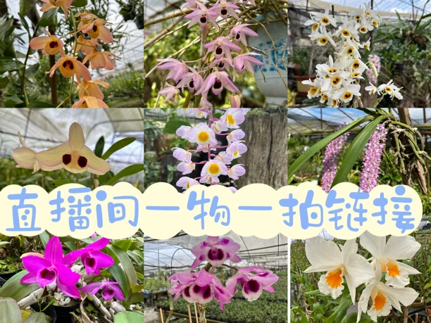 【爱瑜石斛】一物一拍花卉绿植